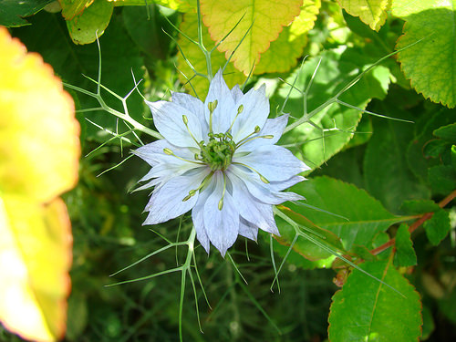 Blue flower (Name unknown)
