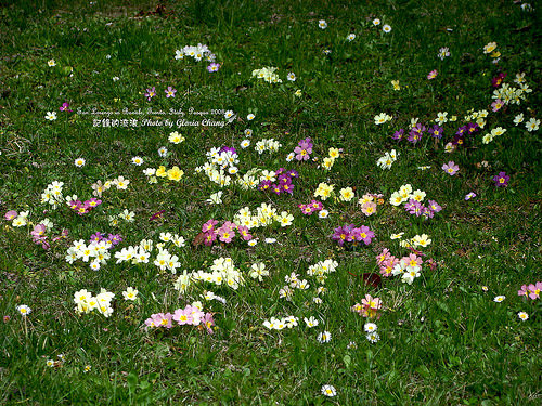 2008 Easter flower (7)