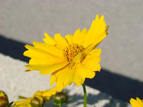 A yellow spider on a yellow flower