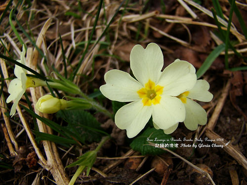 2008 Easter flower (4)