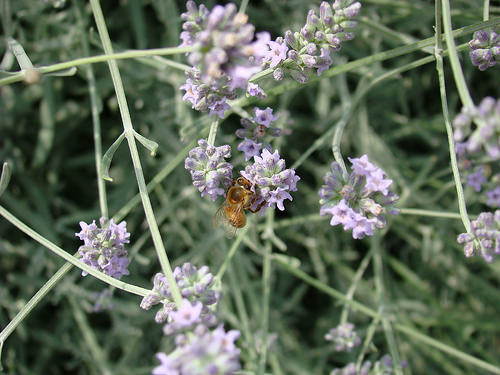 Lavender and bees