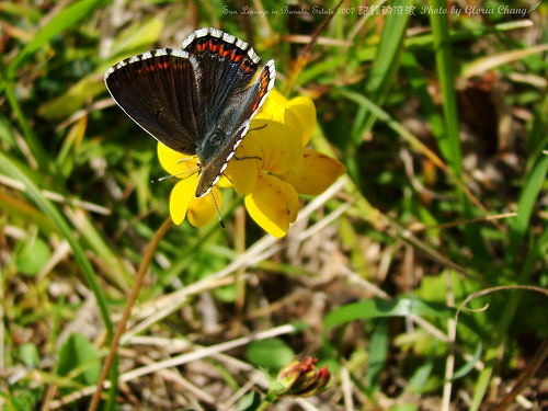 butterfly and flower (6)