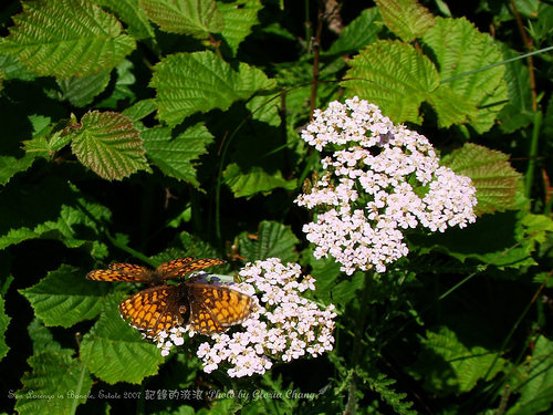 butterfly and flower (20)