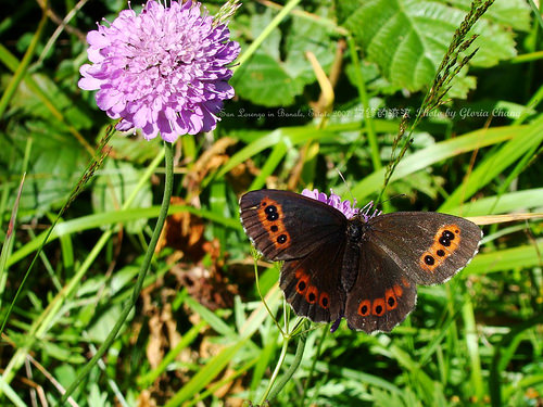 butterfly and flower (19)
