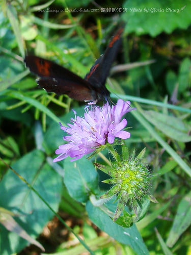 butterfly and flower (18)