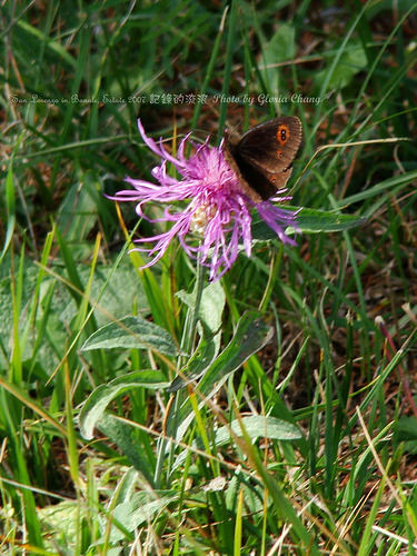 butterfly and flower (12)