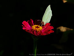 butterfly and flower (3)