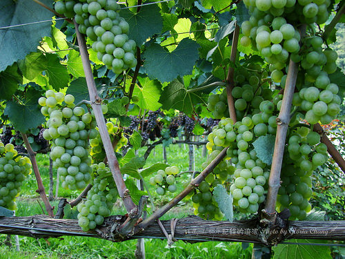 Grapes for making wines (14)
