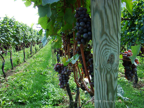 Grapes for making wines (3)