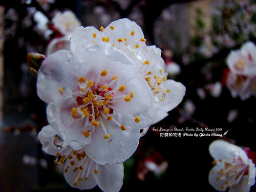 2008 Easter flower (15) 梅花 Prunus Mume