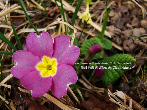 2008 Easter flower (3)