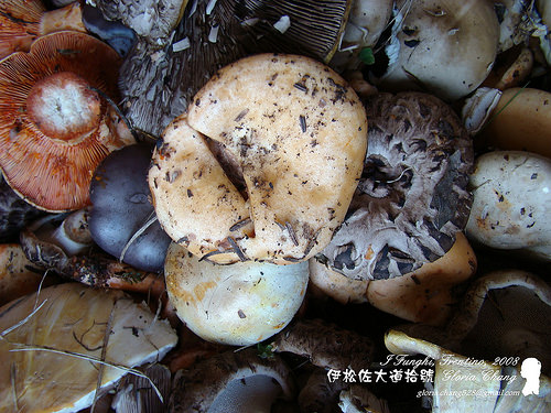 20080927 funghi (4)