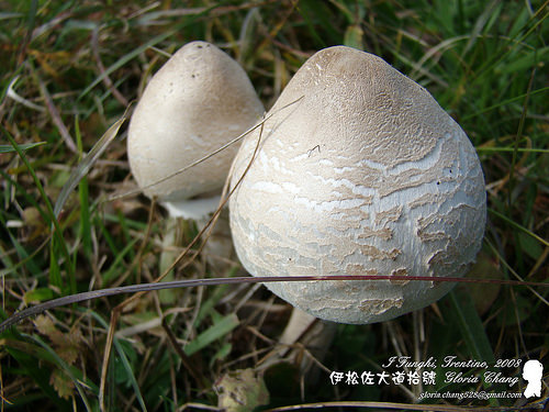 20080927 funghi (1)