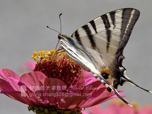 Scarce Swallowtail (Iphiclides podalirius) (2)