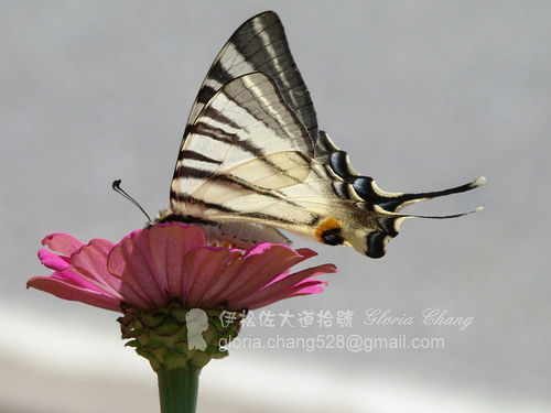 Scarce Swallowtail (Iphiclides podalirius) (1)