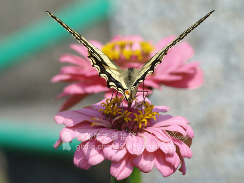 Old World Swallowtail (Papilio machaon) (5)