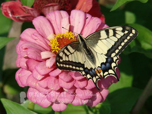 Old World Swallowtail (Papilio machaon) (2)