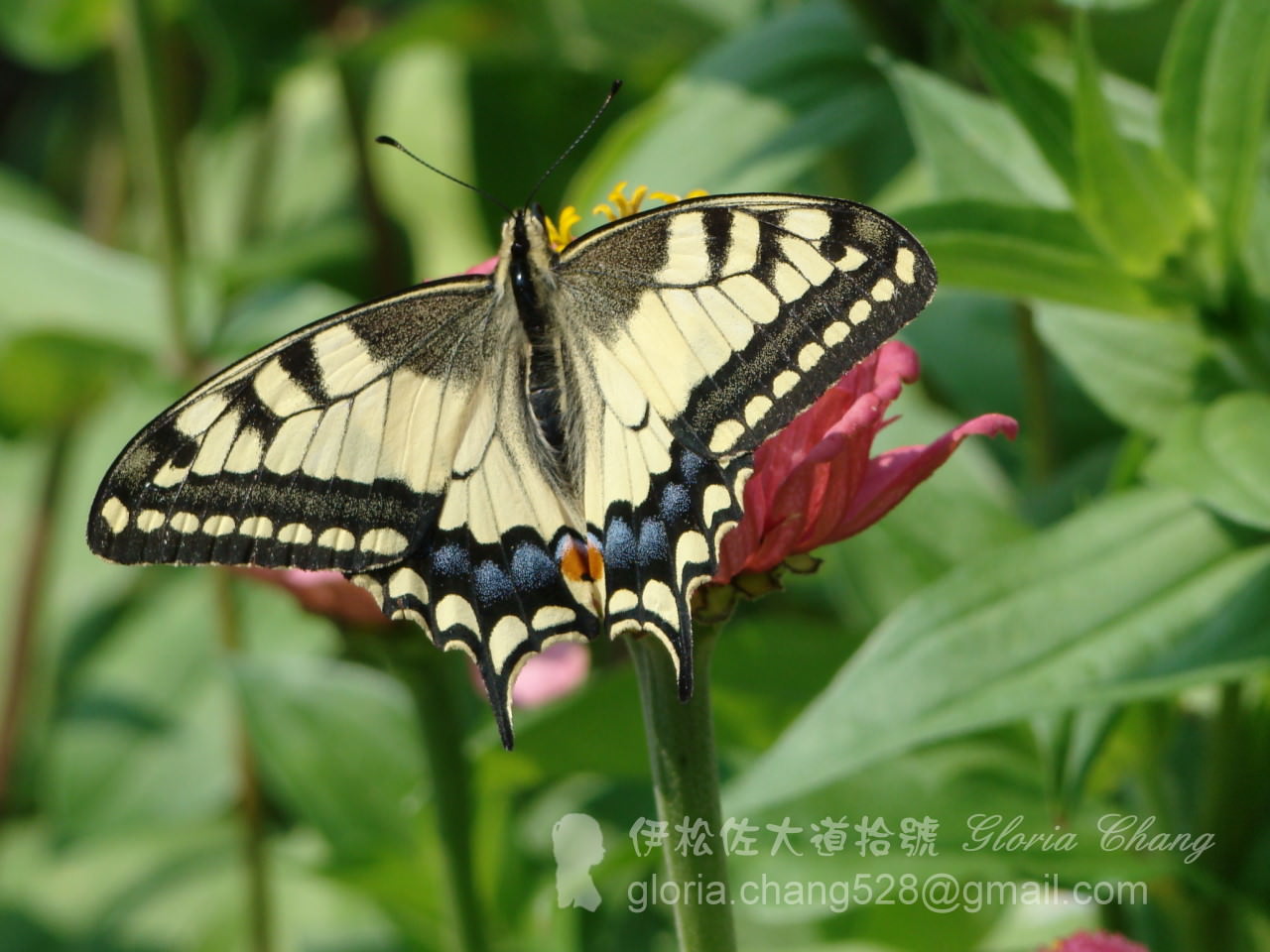 Old World Swallowtail (Papilio machaon) (3)