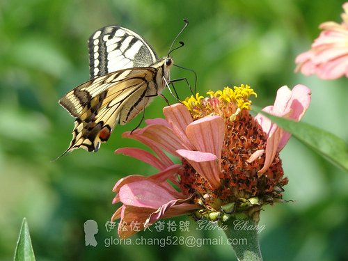 Old World Swallowtail (Papilio machaon) (4)